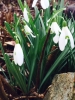 snowdrops.jpg